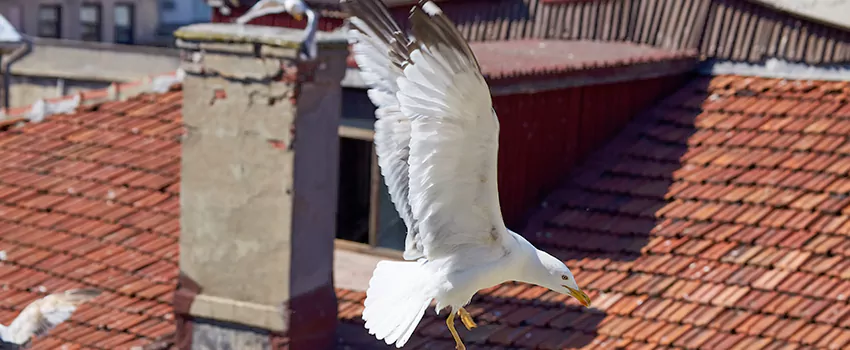 Residential Chimney Animal Removal Solution in Hemet, CA